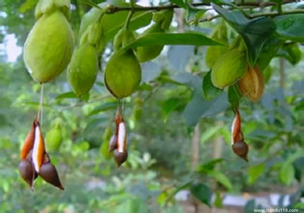 香港十大特產(chǎn)你吃過嗎？大灣網(wǎng)帶你來看看有哪些