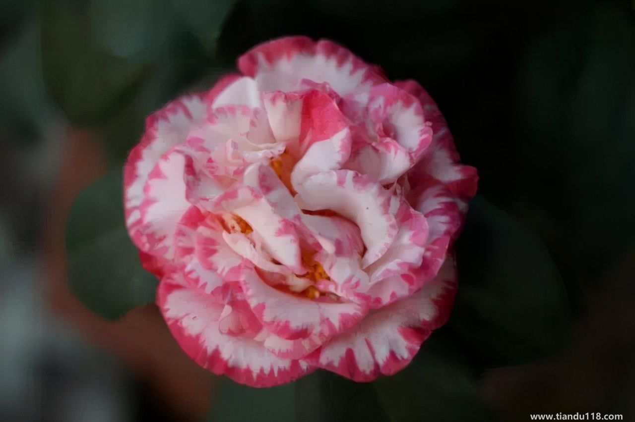 香港十大特產(chǎn)你吃過嗎？大灣網(wǎng)帶你來看看有哪些