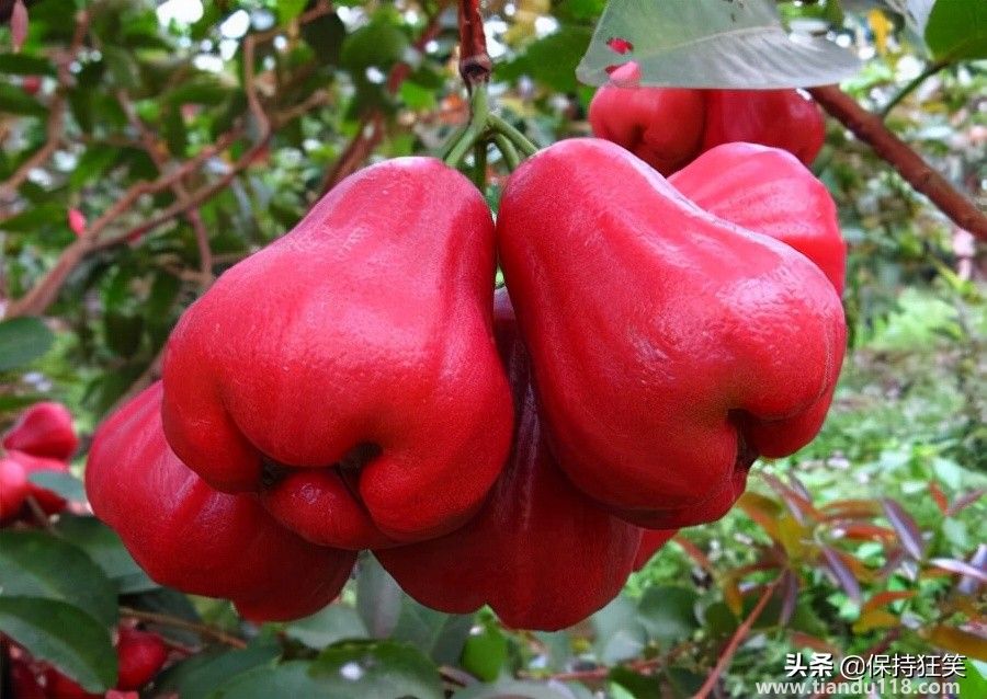 臺(tái)灣十大特產(chǎn)排行榜 臺(tái)灣特產(chǎn)什么最出名 來(lái)臺(tái)旅游值得帶的伴手禮