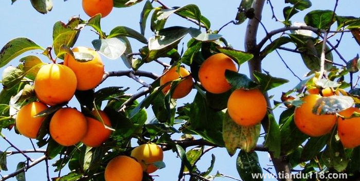 湖南邵陽(yáng)這四種特產(chǎn)，遠(yuǎn)近聞名，看看你吃過(guò)哪幾種？