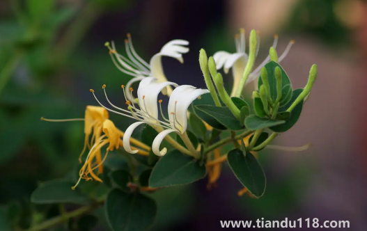 金銀花是蒸好還是不蒸好(金銀花蒸過(guò)和沒(méi)蒸過(guò)的效果哪個(gè)好)(圖2) 金銀花是蒸好還是不蒸好2