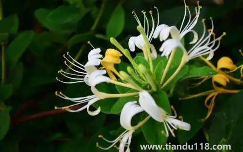 金銀花是蒸好還是不蒸好(金銀花蒸過(guò)和沒(méi)蒸過(guò)的效果哪個(gè)好)(圖3) 金銀花是蒸好還是不蒸好3