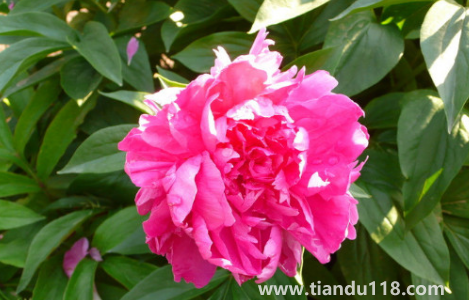 芍藥花花骨朵很多但不開花(為什么芍藥花骨朵總是敗掉)(圖2) 芍藥花花骨朵很多但不開花2