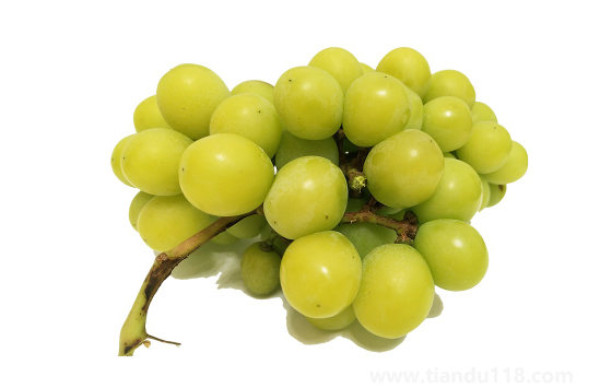 陽光玫瑰葡萄和晴王葡萄哪個(gè)價(jià)格貴(晴王葡萄多少錢一斤)(圖3) 陽光玫瑰葡萄和晴王葡萄哪個(gè)價(jià)格貴3