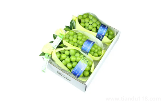 陽光玫瑰是晴王葡萄嗎(陽光玫瑰怎么挑選)(圖2) 陽光玫瑰是晴王葡萄嗎2