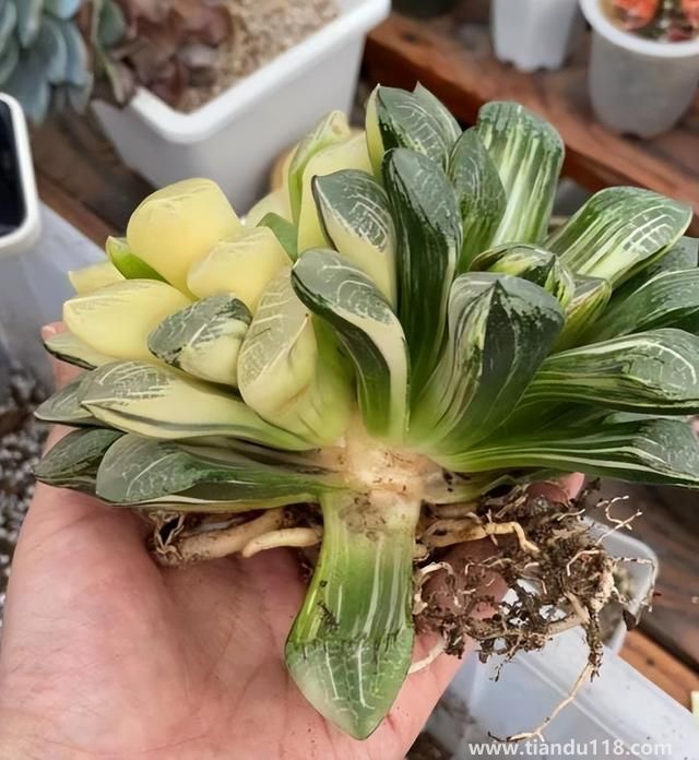 上海寶山一盆市價(jià)10萬(wàn)多肉被偷（警方：已采取刑事措施）(圖3)