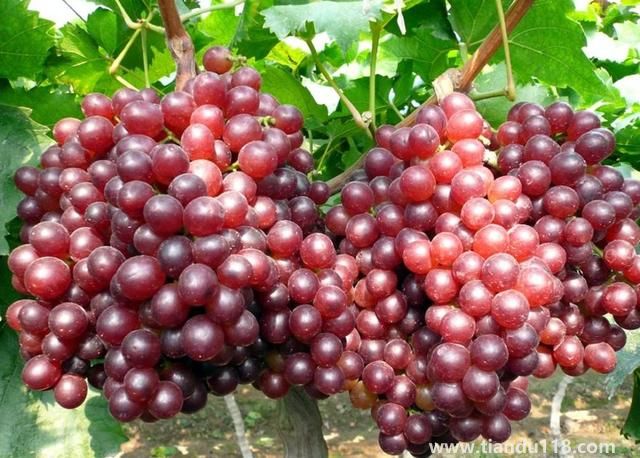 句容有哪些特產(chǎn)（句容特產(chǎn)排行榜）