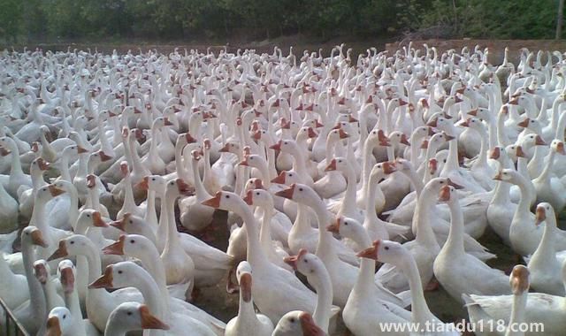 句容有哪些特產(chǎn)（句容特產(chǎn)排行榜）(圖5)