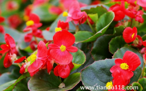 玻璃翠可以在室內養(yǎng)嗎（玻璃翠什么時候開花）