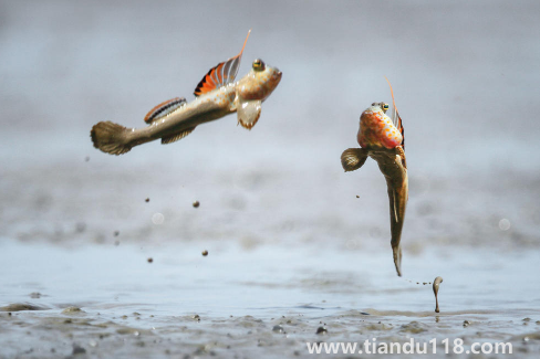 跳跳魚的功效與作用(跳跳魚的食用禁忌)(圖2) 跳跳魚的功效與作用2