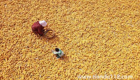 預言饑荒馬上要來了真的假的（中國是哪年鬧的饑荒）