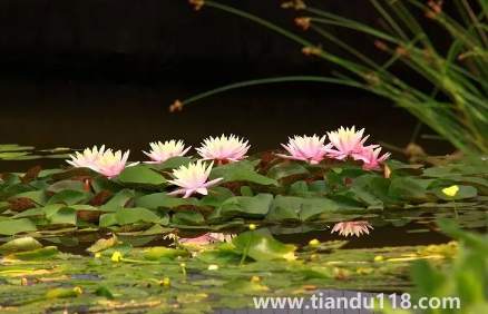 以后夏天會一年熱過一年嗎（為何近兩年溫度越來越熱）