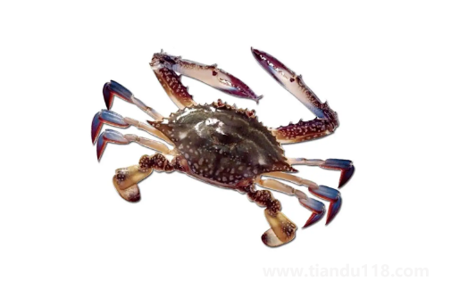 梭子蟹蒸完很多水還能吃嗎(梭子蟹怎么挑)(圖3) 梭子蟹蒸完很多水還能吃嗎3