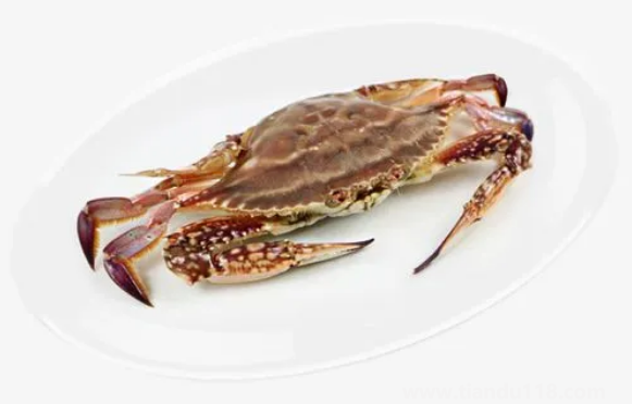 梭子蟹大的肉多還是小的肉多(梭子蟹一般多大一只)(圖2) 梭子蟹大的肉多還是小的肉多2