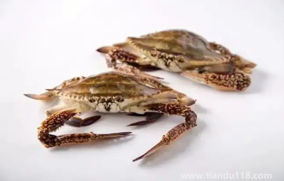 梭子蟹大的貴還是小的貴（梭子蟹多少錢一斤）