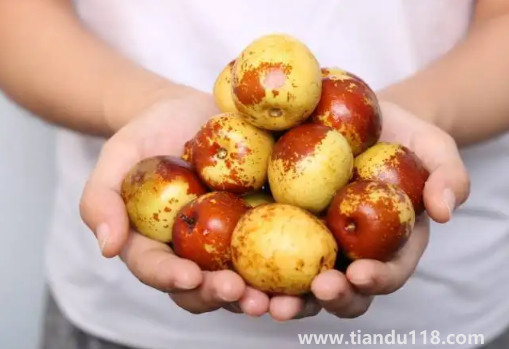 冬棗一次最多吃多少顆(冬棗怎么吃最有營(yíng)養(yǎng))(圖2) 冬棗一次最多吃多少顆2
