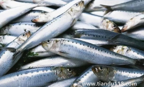 6000元一斤的長江刀魚真的存在嗎1