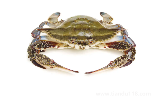 梭子蟹在運(yùn)輸過程中死了還能吃嗎（梭子蟹怎么保存）