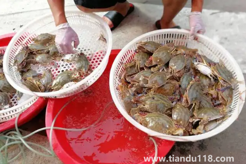 梭子蟹在運輸過程中死了還能吃嗎2