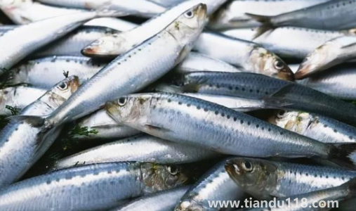 刀魚長(zhǎng)什么樣子圖片3