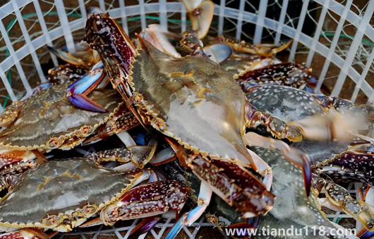 梭子蟹涼了還需要加熱嗎1