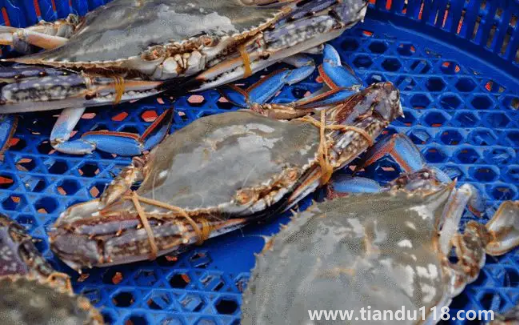 坐飛機(jī)可以帶梭子蟹嗎(梭子蟹可以天天吃嗎)(圖2) 坐飛機(jī)可以帶梭子蟹嗎2