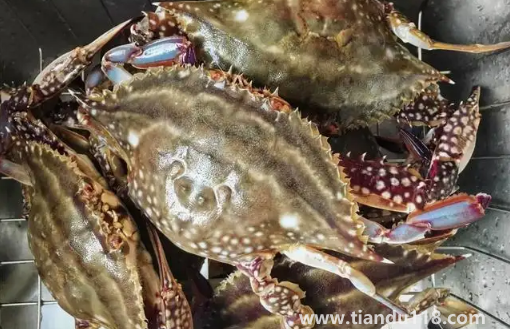 梭子蟹剛死放明天吃行嗎（梭子蟹怎么看死了多久）