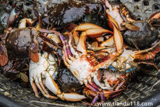 吃了死梭子蟹怎么辦(怎么看梭子蟹死沒死)(圖2) 吃了死梭子蟹怎么辦2