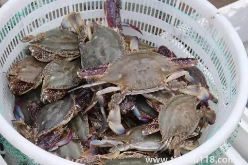 梭子蟹凍死了能不能吃了(梭子蟹怎么做好吃)(圖2) 梭子蟹凍死了能不能吃了2