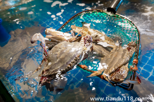 梭子蟹二母蟹是什么意思(梭子蟹什么時(shí)候吃最好)(圖2) 梭子蟹二母蟹是什么意思2