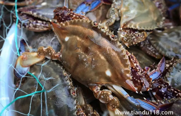 今天買的梭子蟹明天吃怎么辦(梭子蟹怎么挑選)(圖2) 今天買的梭子蟹明天吃怎么辦2