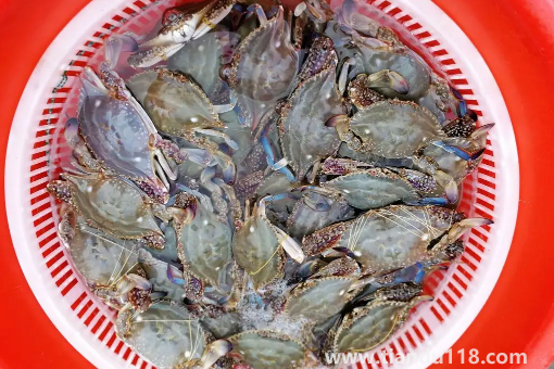 昨天買的梭子蟹今天不動了能吃嗎2