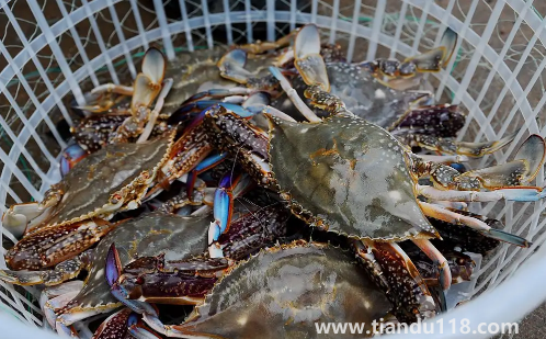 梭子蟹什么顏色是肥的(食用梭子蟹的注意事項)(圖2) 梭子蟹什么顏色是肥的2