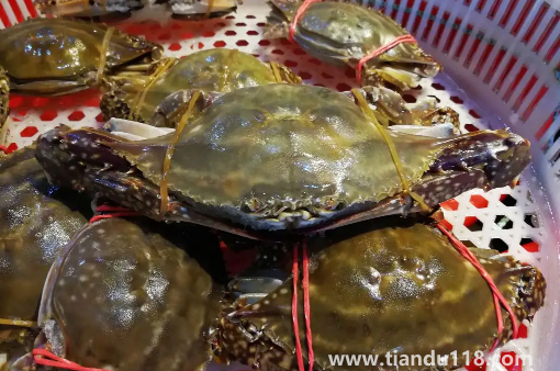 梭子蟹半斤一只大不大(一只半斤的梭子蟹能蒸多久)(圖3) 梭子蟹半斤一只大不大3