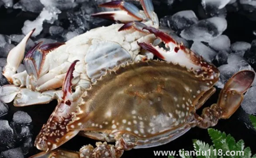 梭子蟹為什么沒(méi)有蟹黃(梭子蟹怎么挑選蟹黃多的)(圖3) 梭子蟹為什么沒(méi)有蟹黃3