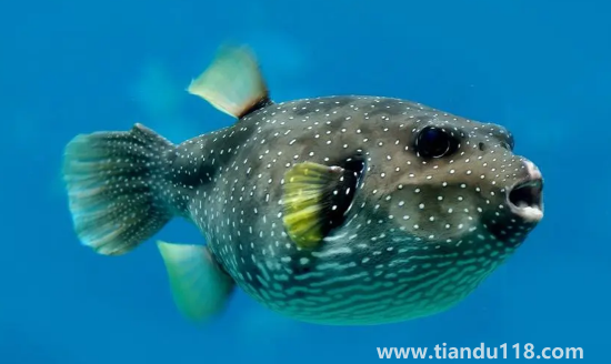 河豚哪里有毒最多最強(河豚有毒為什么還吃)(圖3) 河豚哪里有毒最多最強3