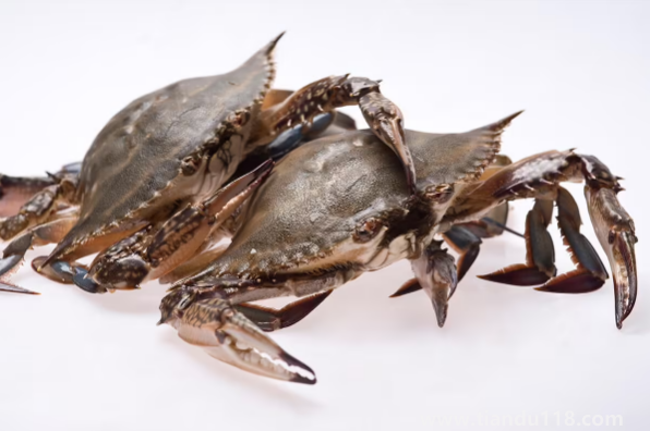 網(wǎng)購(gòu)的梭子蟹上午到的到晚上吃可以嗎（梭子蟹怎么做好吃）