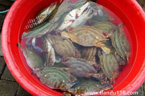 網(wǎng)上買(mǎi)梭子蟹為什么都是冷凍的(梭子蟹怎么保存較好)(圖3) 網(wǎng)上買(mǎi)梭子蟹為什么都是冷凍的3