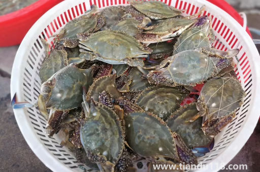 網(wǎng)上買(mǎi)梭子蟹為什么都是冷凍的(梭子蟹怎么保存較好)(圖2) 網(wǎng)上買(mǎi)梭子蟹為什么都是冷凍的2