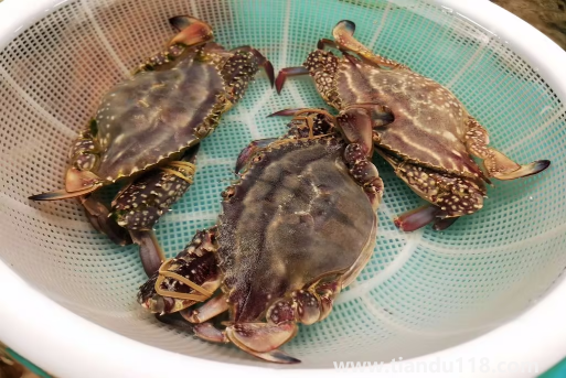 梭子蟹在網(wǎng)上買還是市場(chǎng)買(梭子蟹怎么挑選)(圖2) 梭子蟹在網(wǎng)上買還是市場(chǎng)買2