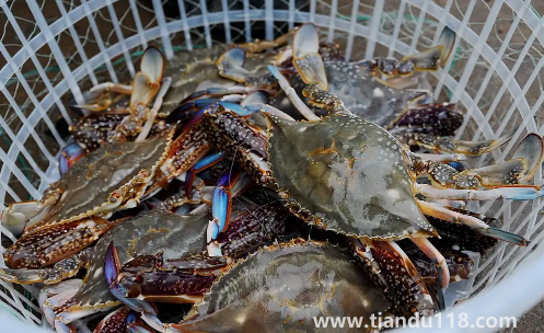 梭子蟹在網(wǎng)上買還是市場(chǎng)買(梭子蟹怎么挑選)(圖3) 梭子蟹在網(wǎng)上買還是市場(chǎng)買3