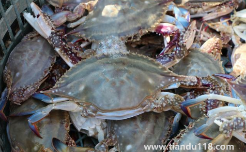 梭子蟹哪個部位最寒(螃蟹怎么吃沒那么寒)(圖3) 梭子蟹哪個部位最寒3