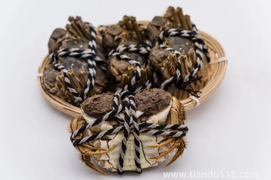 梭子蟹和大閘蟹哪個膽固醇高(梭子蟹和大閘蟹的區(qū)別)(圖2) 梭子蟹和大閘蟹哪個膽固醇高2