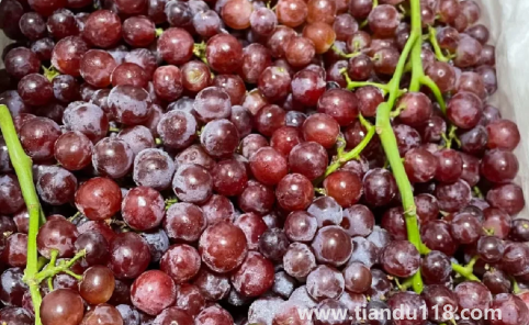 新疆玻璃脆葡萄好不好吃（新疆葡萄什么時候成熟）