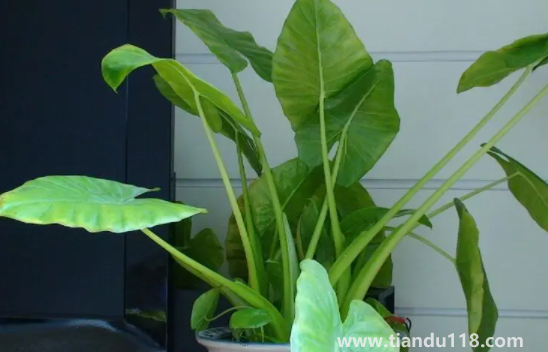 客廳養(yǎng)滴水觀(guān)音好不好2