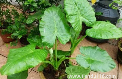 客廳養(yǎng)滴水觀音好不好（滴水觀音真的有毒嗎）