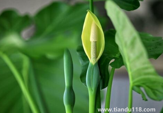 客廳養(yǎng)滴水觀(guān)音好不好3