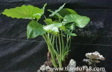 滴水觀音放家里能招財(cái)嗎(家里養(yǎng)滴水觀音的禁忌)(圖2) 滴水觀音放家里能招財(cái)嗎2