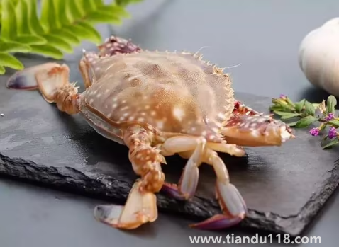 青蟹和梭子蟹哪個(gè)貴(青蟹和梭子蟹的區(qū)別)(圖2) 青蟹和梭子蟹哪個(gè)貴2