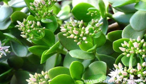 家里養(yǎng)玉樹對身體好嗎（家里什么地方養(yǎng)玉樹好）